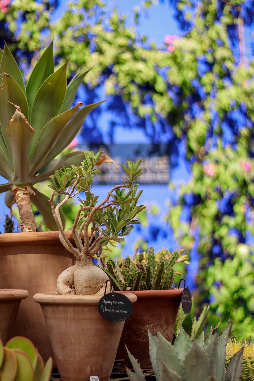 garden, plant, adenium obesum, apocynaceae, nature, flora, jardin majorelle, marrakech, adenium obesum, jardin majorelle, jardin majorelle, jardin majorelle, marrakech, marrakech, marrakech, marrakech, marrakech